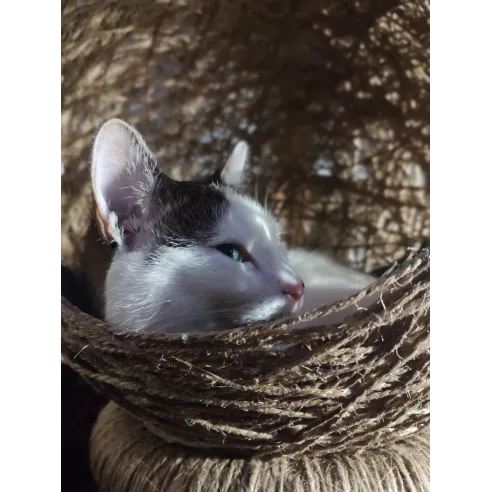 Kocie Bambaryły - legowisko dla kota - ręcznie robione