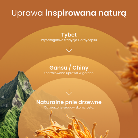 Cordyceps Moniki